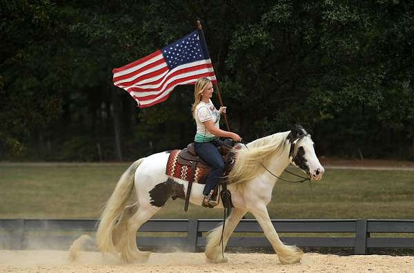 gentle-gypsy-vanner-horse