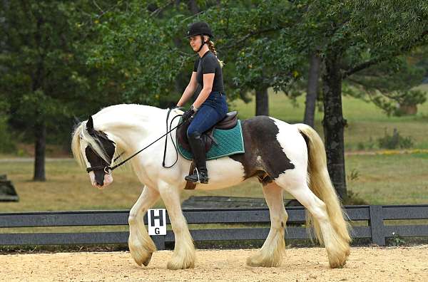 western-gypsy-vanner-horse