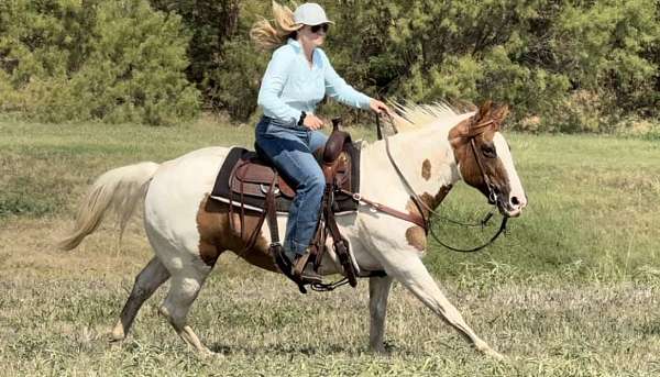 family-horse-quarter