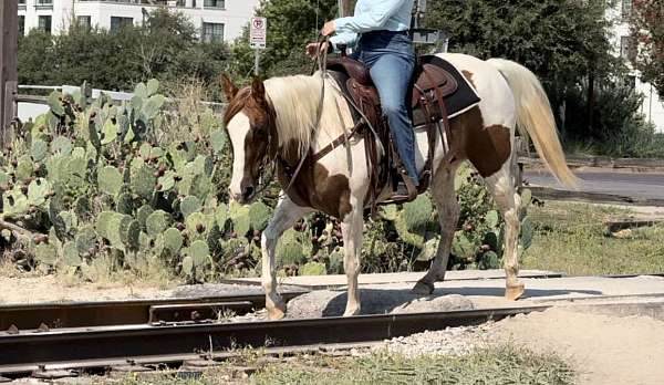 athletic-quarter-horse