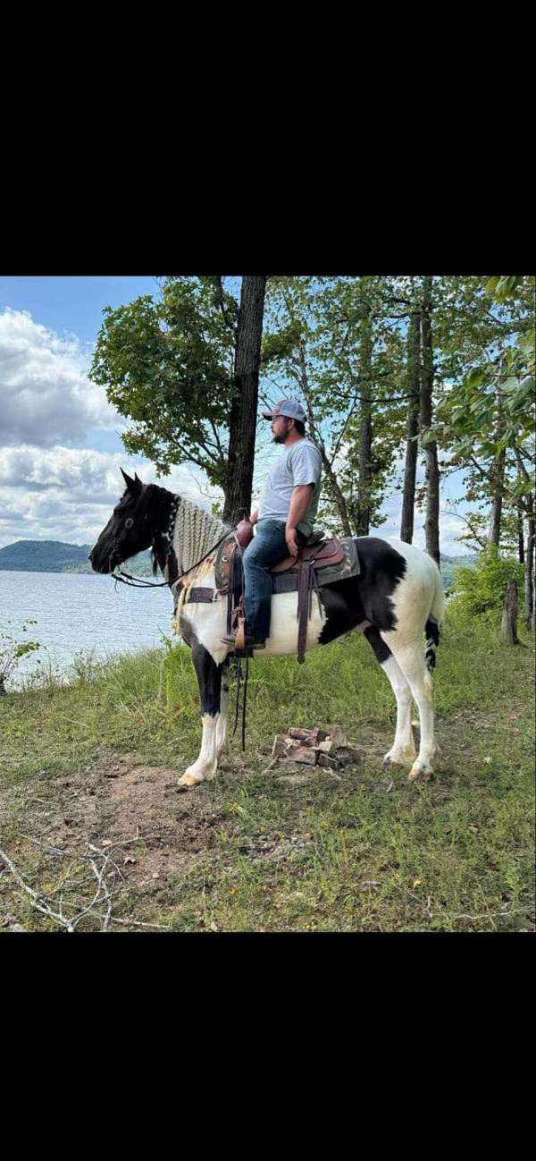 ranch-work-quarter-horse