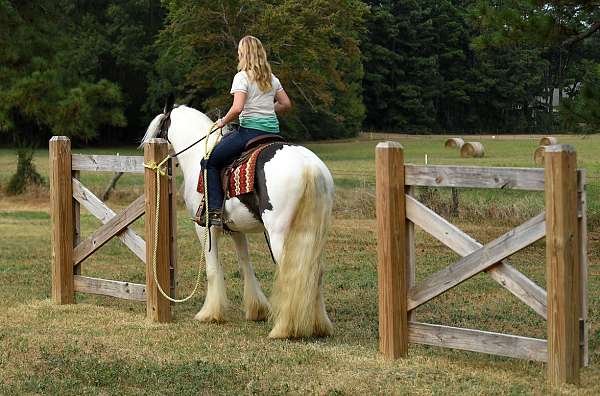 western-gypsy-vanner-horse