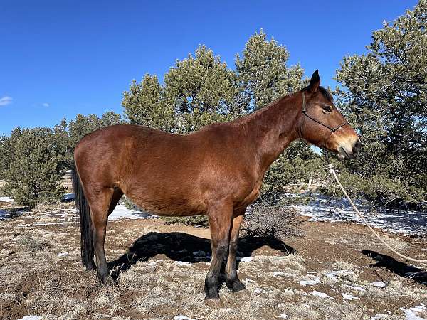 beginner-quarter-horse