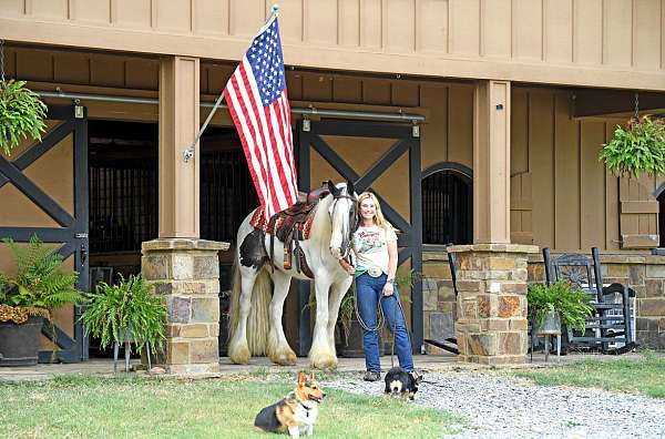 beginner-gypsy-vanner-horse