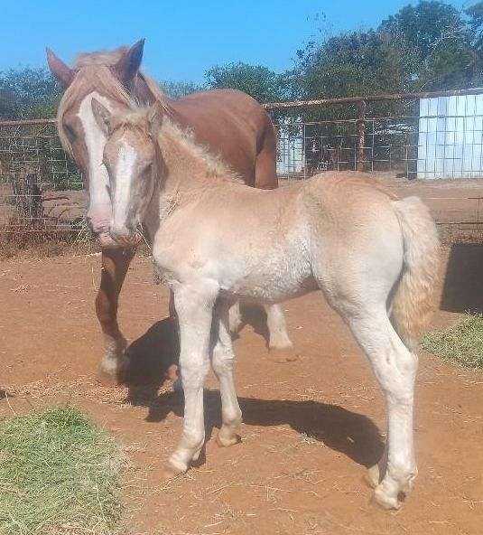 baby-belgian-horse