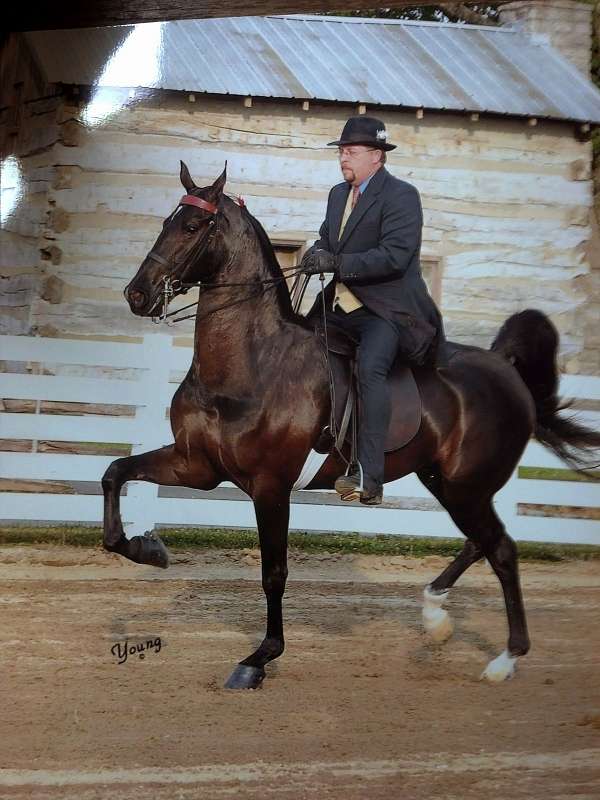 amateur-saddlebred-horse