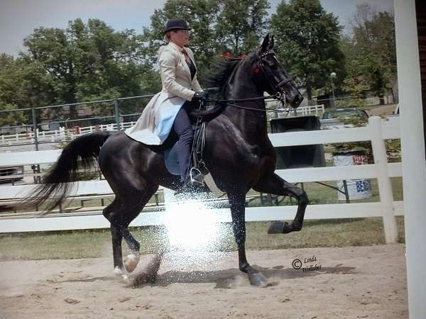 catch-saddlebred-horse