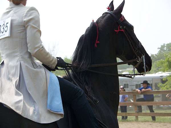 barefoot-saddlebred-horse