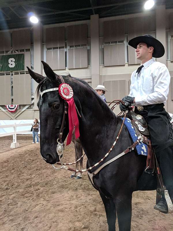 black-gelding-saddlebred-horse