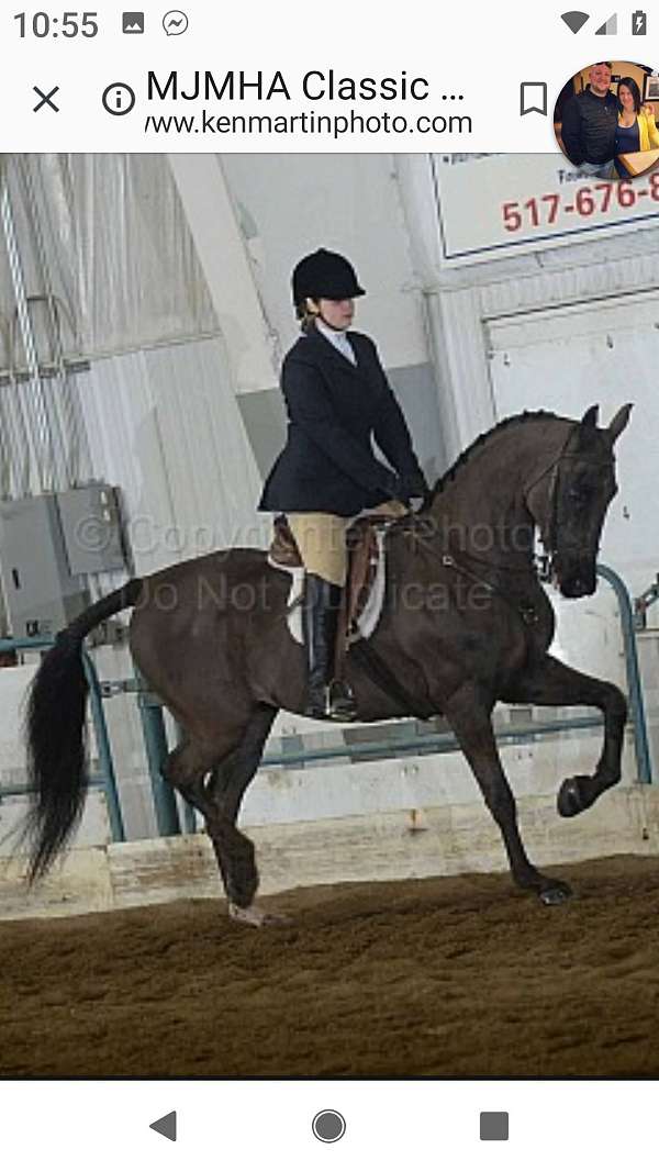 done-it-all-saddlebred-horse