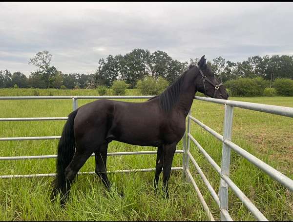 excellent-breeding-stallion