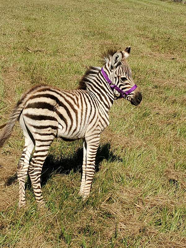 black-white-stripes