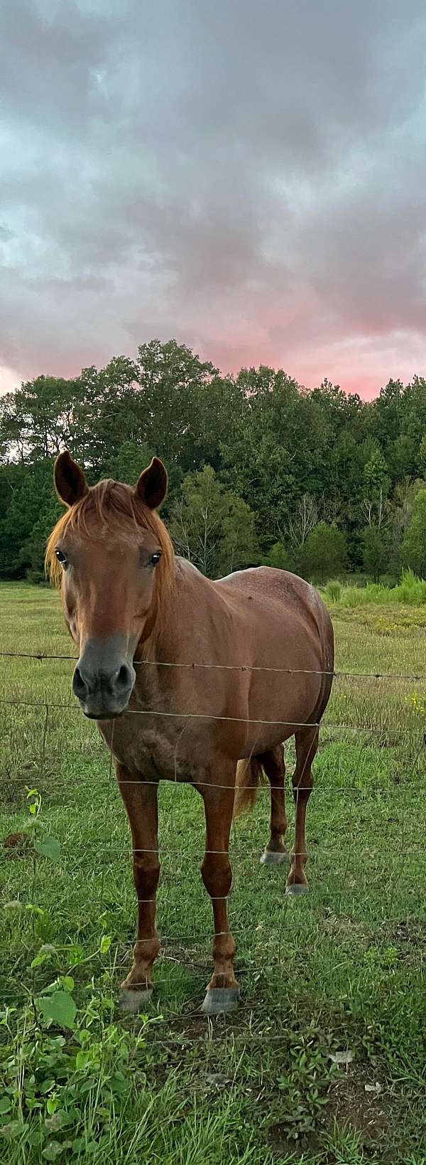 affordable-tennessee-walking-horse