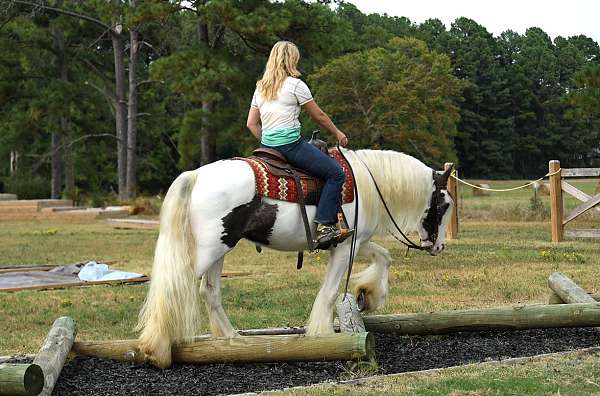 western-gypsy-vanner-horse