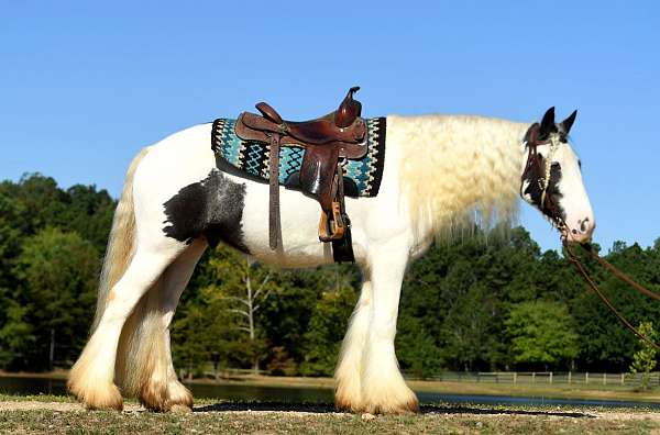 family-gypsy-vanner-horse