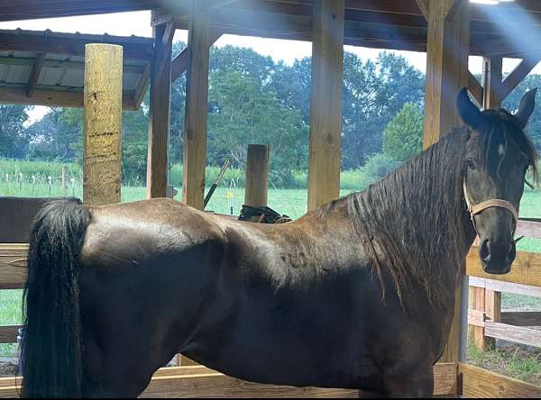 beginner-tennessee-walking-horse