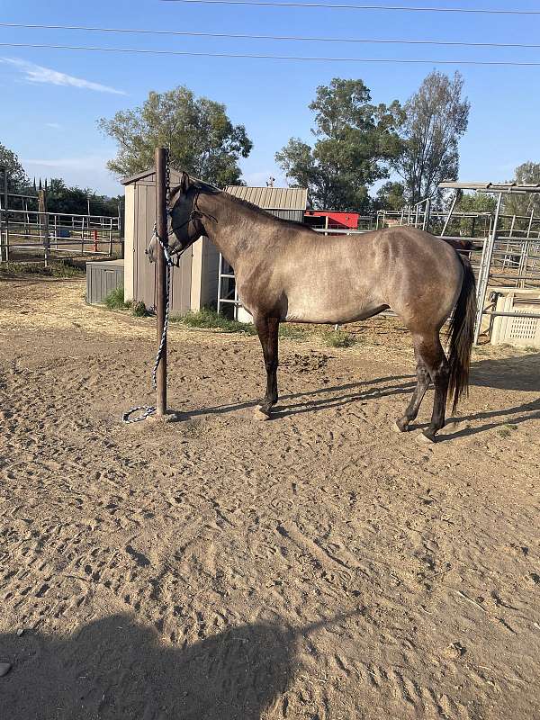 grulla-aqha-mare-foal