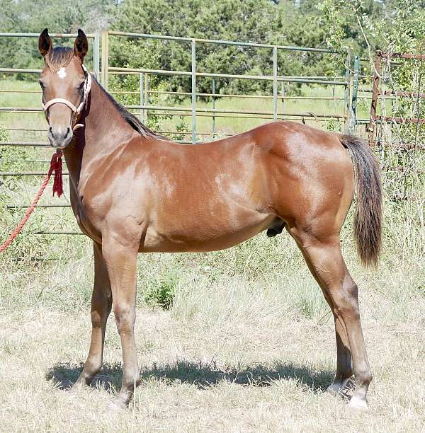 2024-aqhq-weanling-quarter-horse