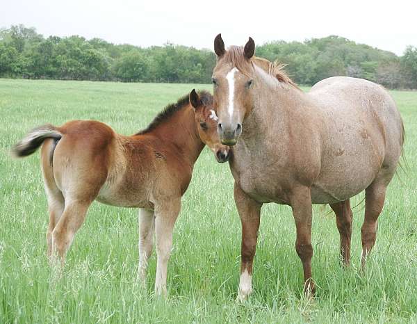 2024-aqhq-weanling-horse