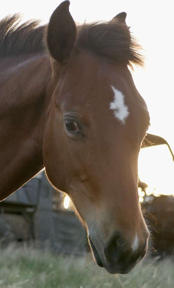 2024-aqhq-weanling-colt