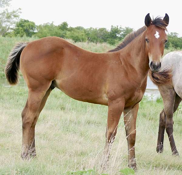 star-forehead-horse