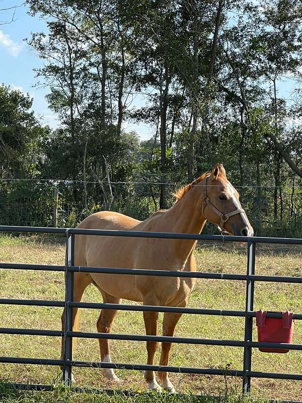 back-quarter-horse