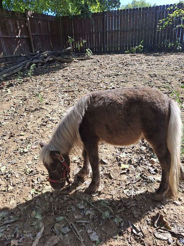 super-tiny-miniature-horse