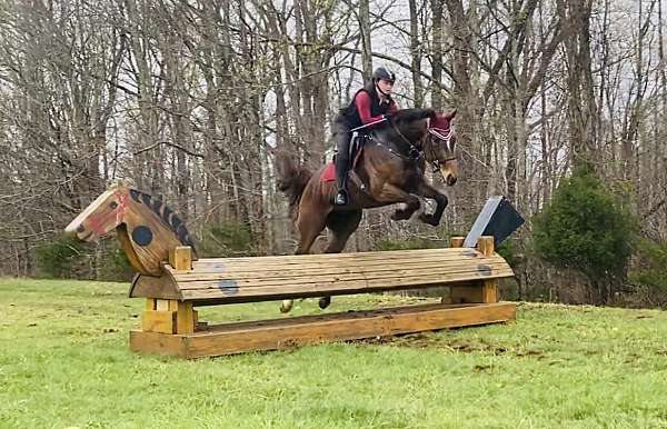 upper-level-eventing-gelding