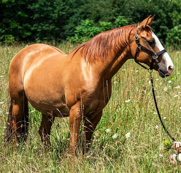 quarter-horse-mare