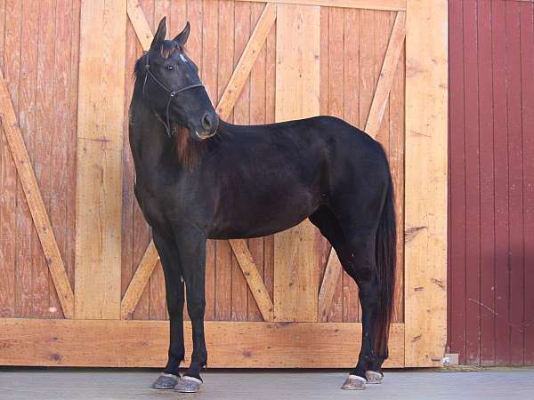 all-around-thoroughbred-horse