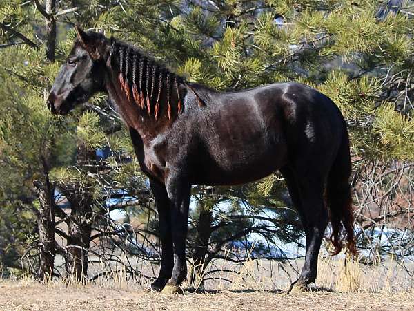 black-mare-appendix-horse