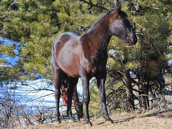 forward-appendix-horse