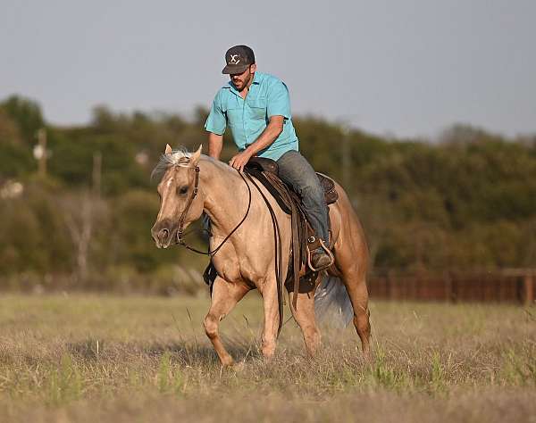 husband-safe-quarter-horse