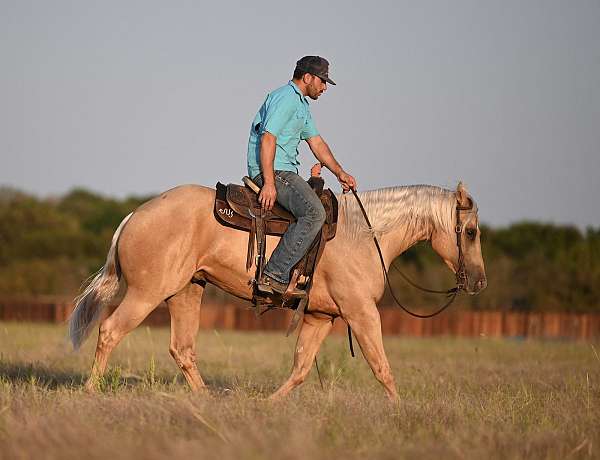 show-quarter-horse