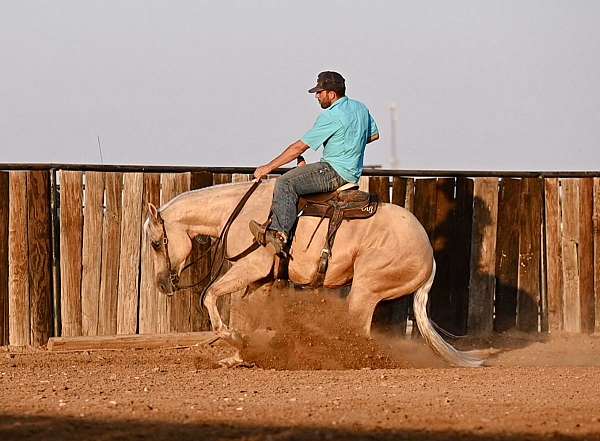 western-riding-quarter-horse