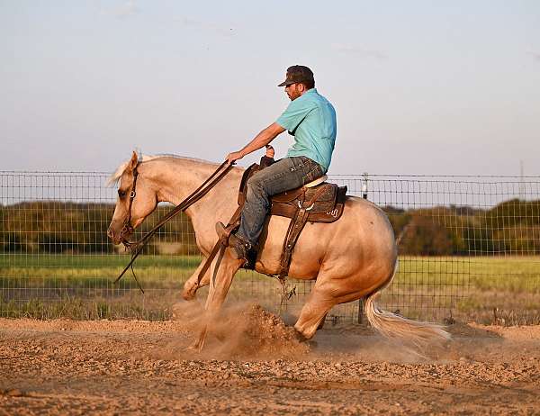 working-cattle-quarter-horse