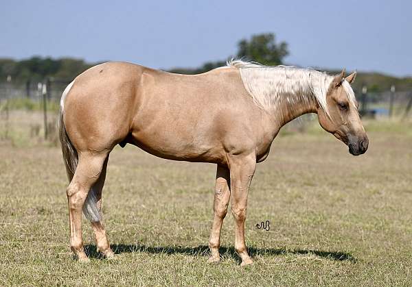 flashy-quarter-horse