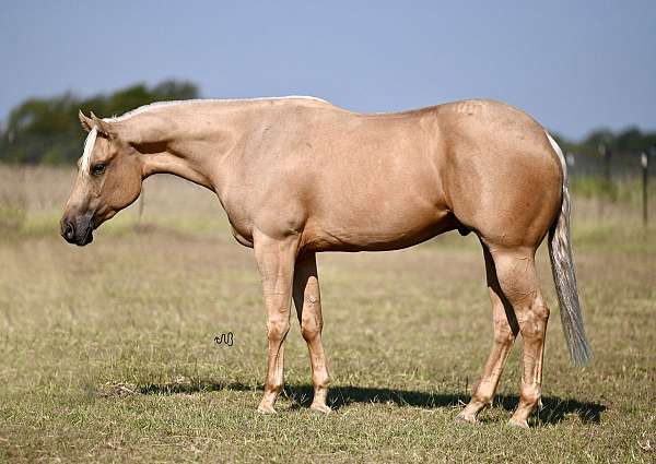 athletic-quarter-horse