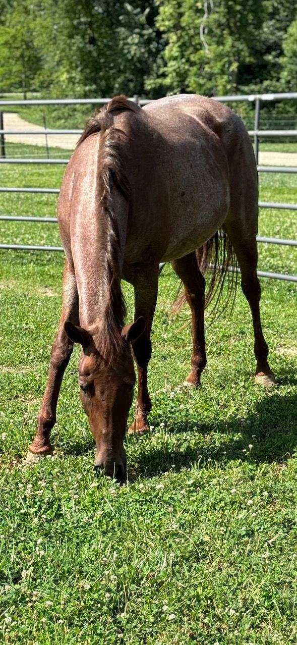 quarter-horse-mare