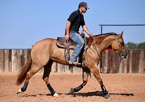 calf-roping-quarter-horse