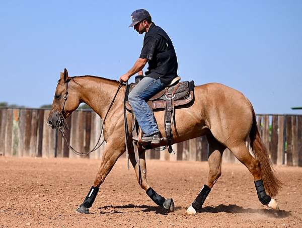 flashy-quarter-horse