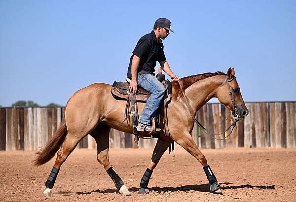 husband-safe-quarter-horse