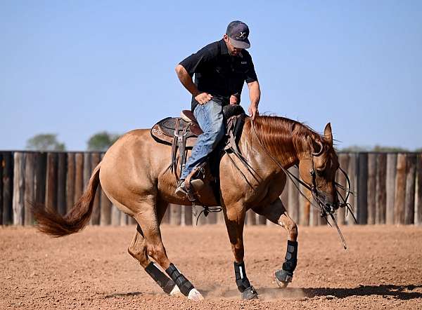 ranch-versatility-quarter-horse