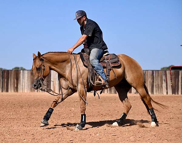 reining-quarter-horse