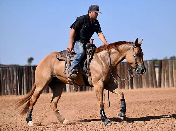 roping-quarter-horse