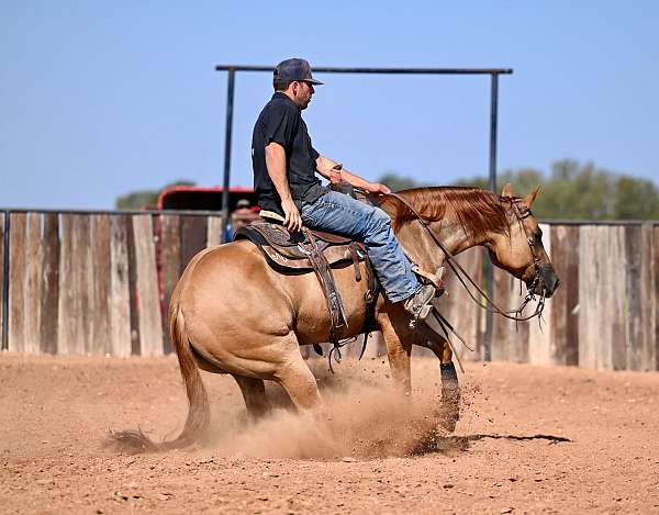 show-quarter-horse