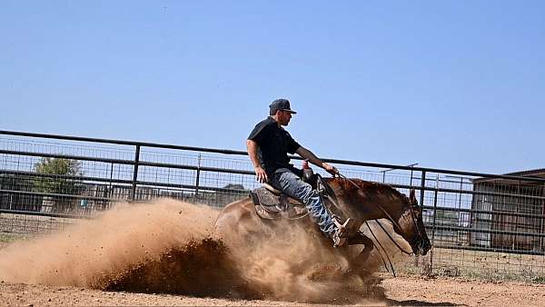 western-riding-quarter-horse