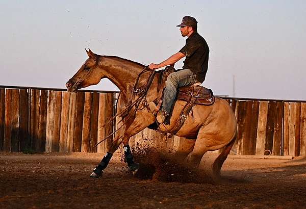 working-cattle-quarter-horse