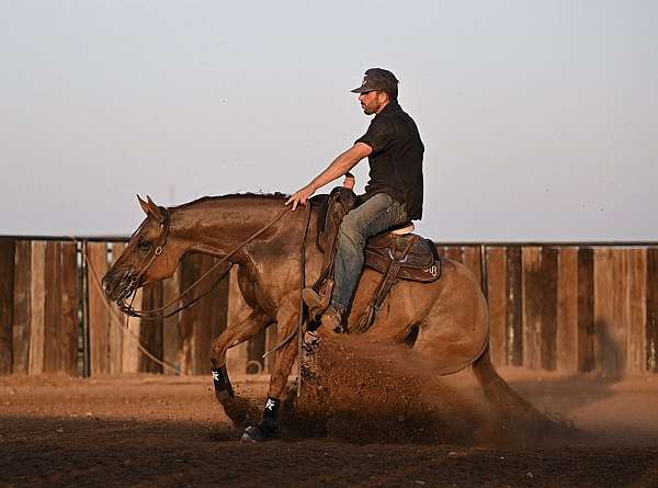 working-cow-quarter-horse