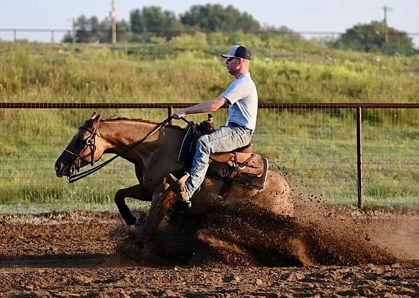 red-dun-quarter-horse-mare